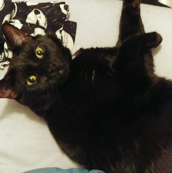 🐱 pet friendly closet 🐕 - Picture 3 of 6